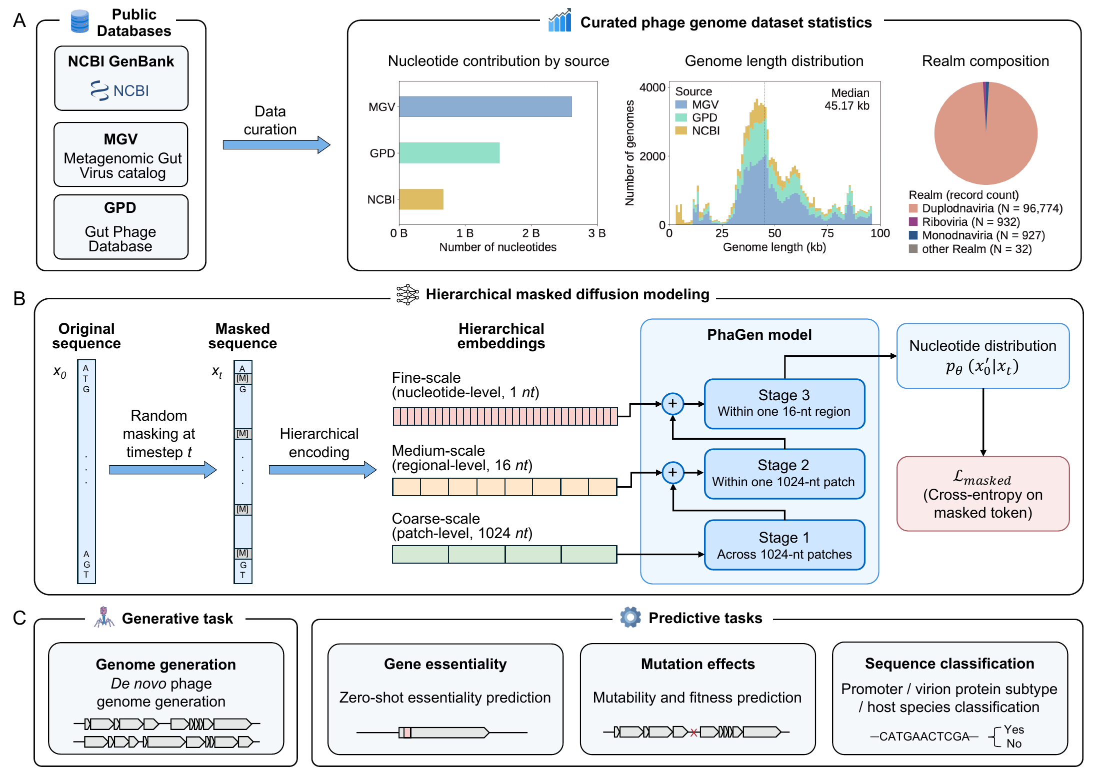 PhaGen paper Figure 1 showing the training corpus, three-stage masked diffusion architecture, and generation and prediction tasks.